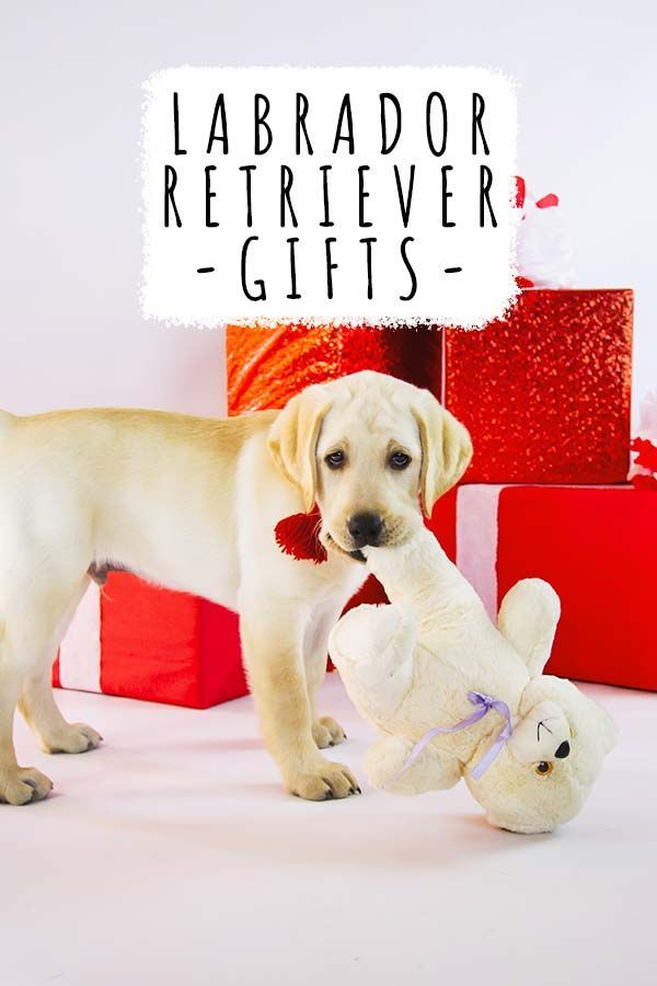 Gelber Labrador Retriever mit einem Teddy vor Geschenken