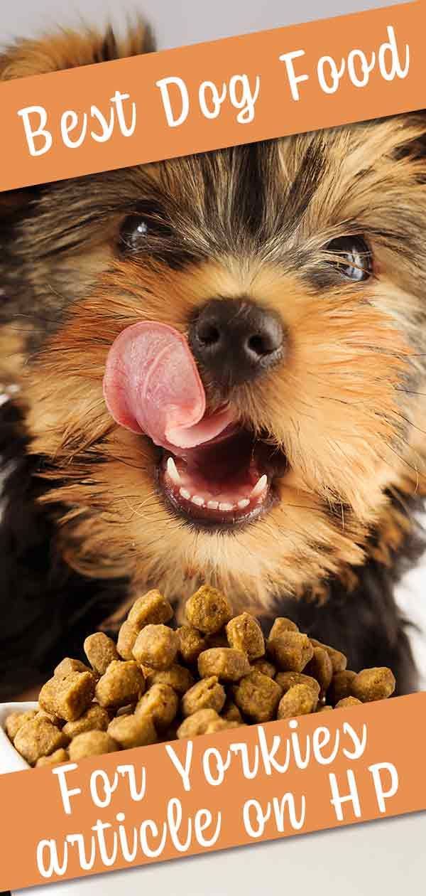 El millor menjar per a gossos per a Yorkies: consells i ressenyes de cadells fins a gent gran