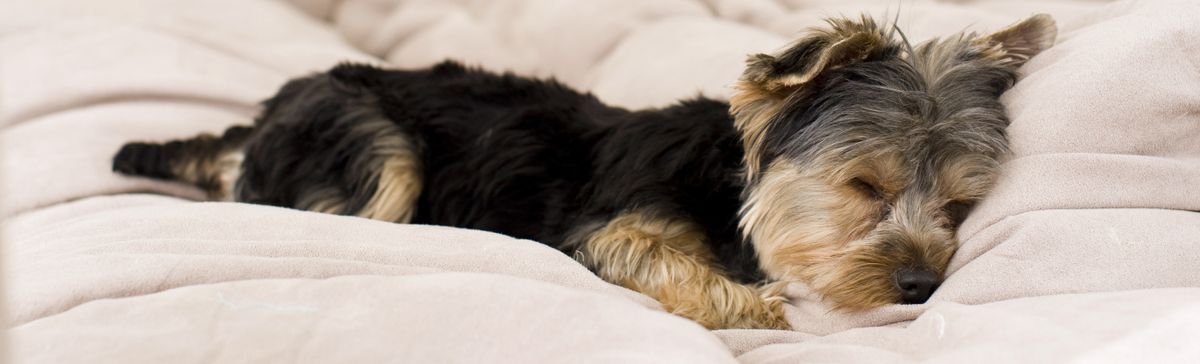 彼らの犬と一緒にベッドに横たわっている幸せなカップル-犬に焦点を当てる