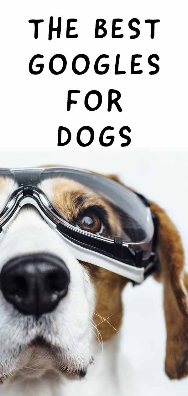 Geriausi šunų akiniai - akių apsauga ar regėjimo gerinimas