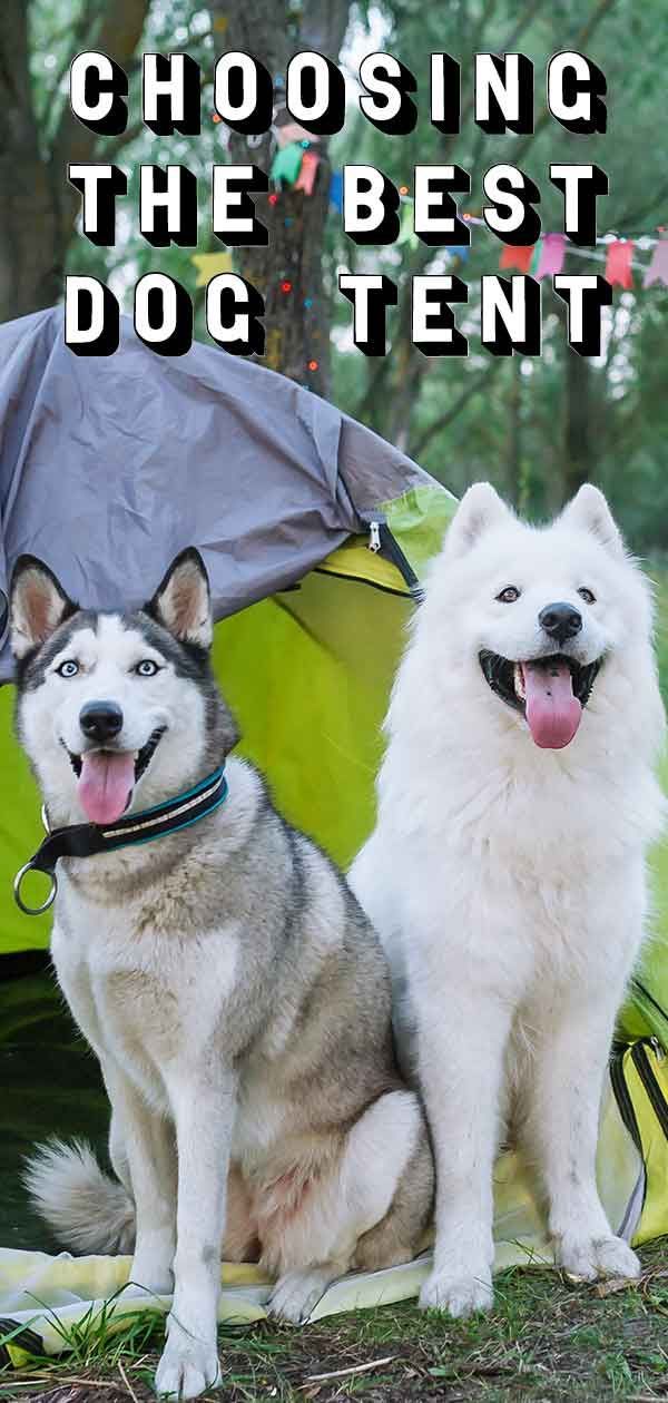 Choisir la meilleure tente pour chien - Avis des meilleurs choix