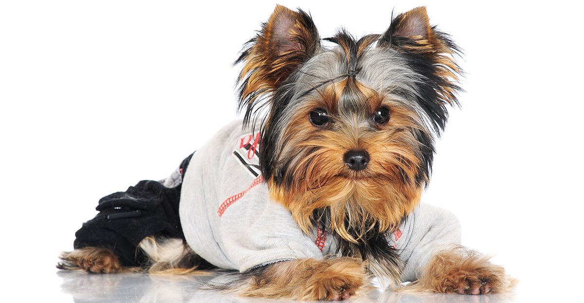 „Yorkie“ drabužiai: raskite savo „Yorkie“ šuniui puikų megztinį ar kostiumą
