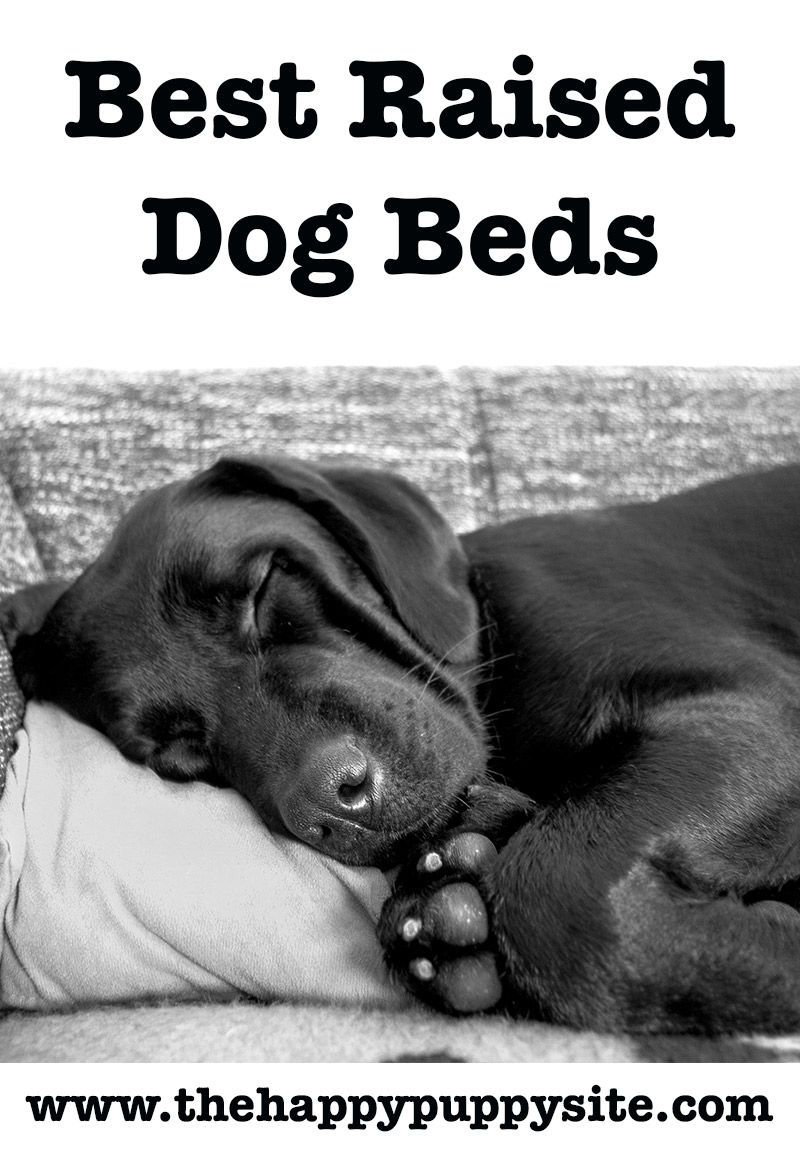 Лучшие поднятые лежаки для собак