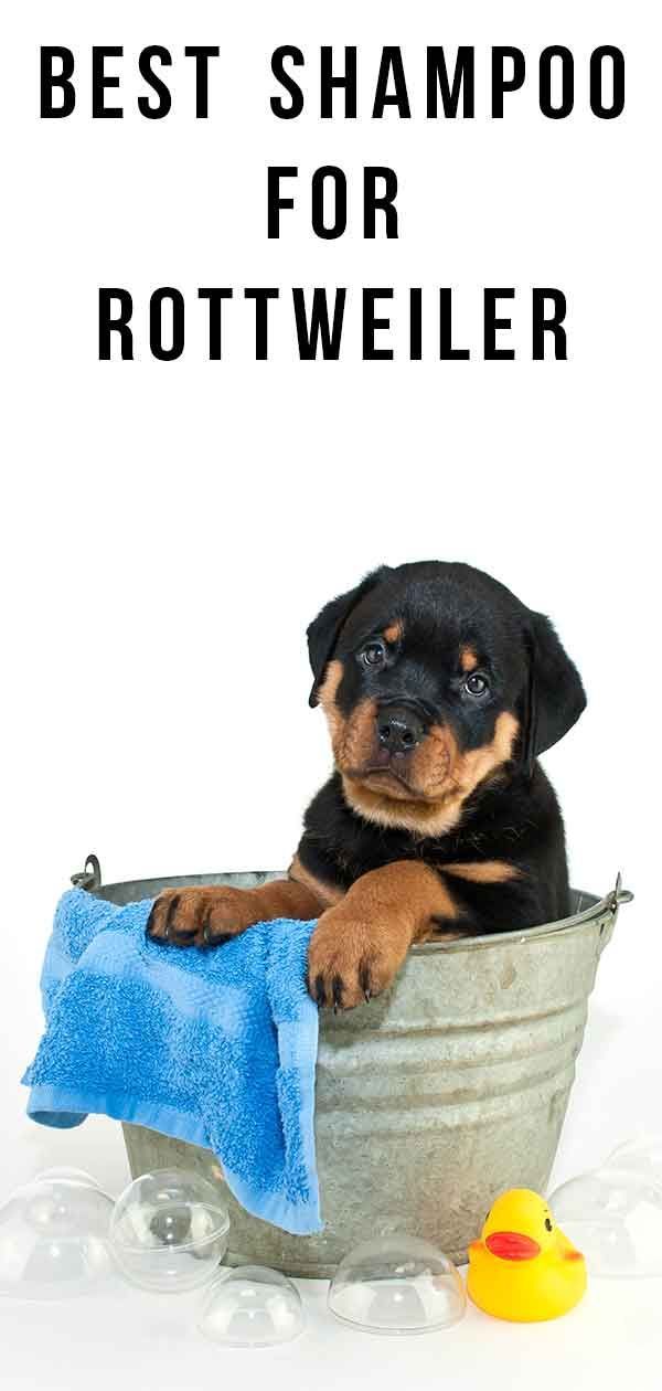 meilleur shampooing pour rottweilers