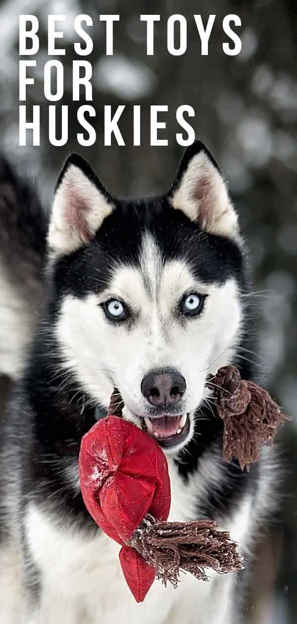 Meilleurs jouets pour les huskies qui aiment jouer et mâcher