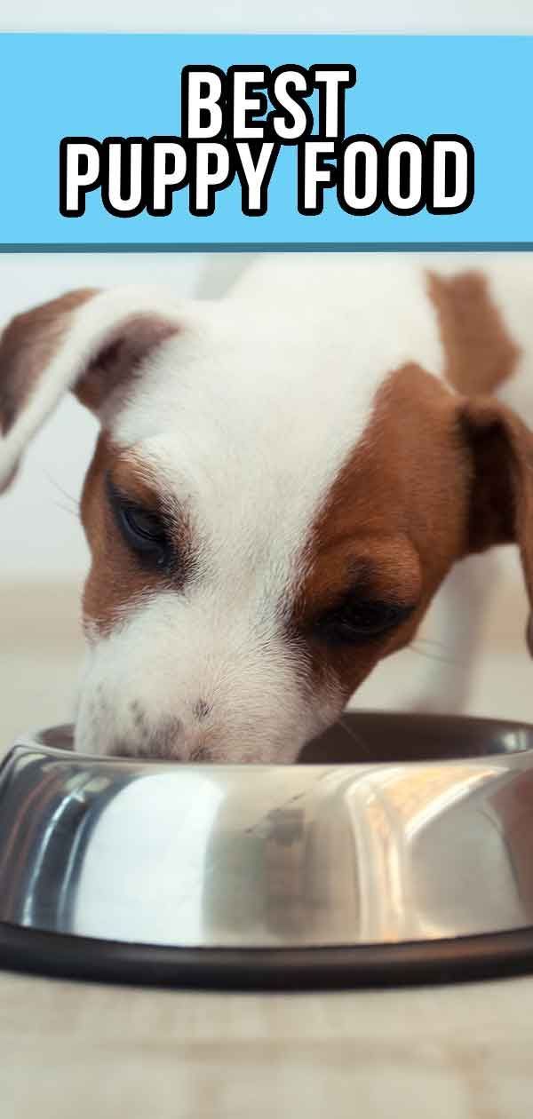 Melhor comida de cachorro - um guia para escolher uma boa comida de cachorro para seu cachorro