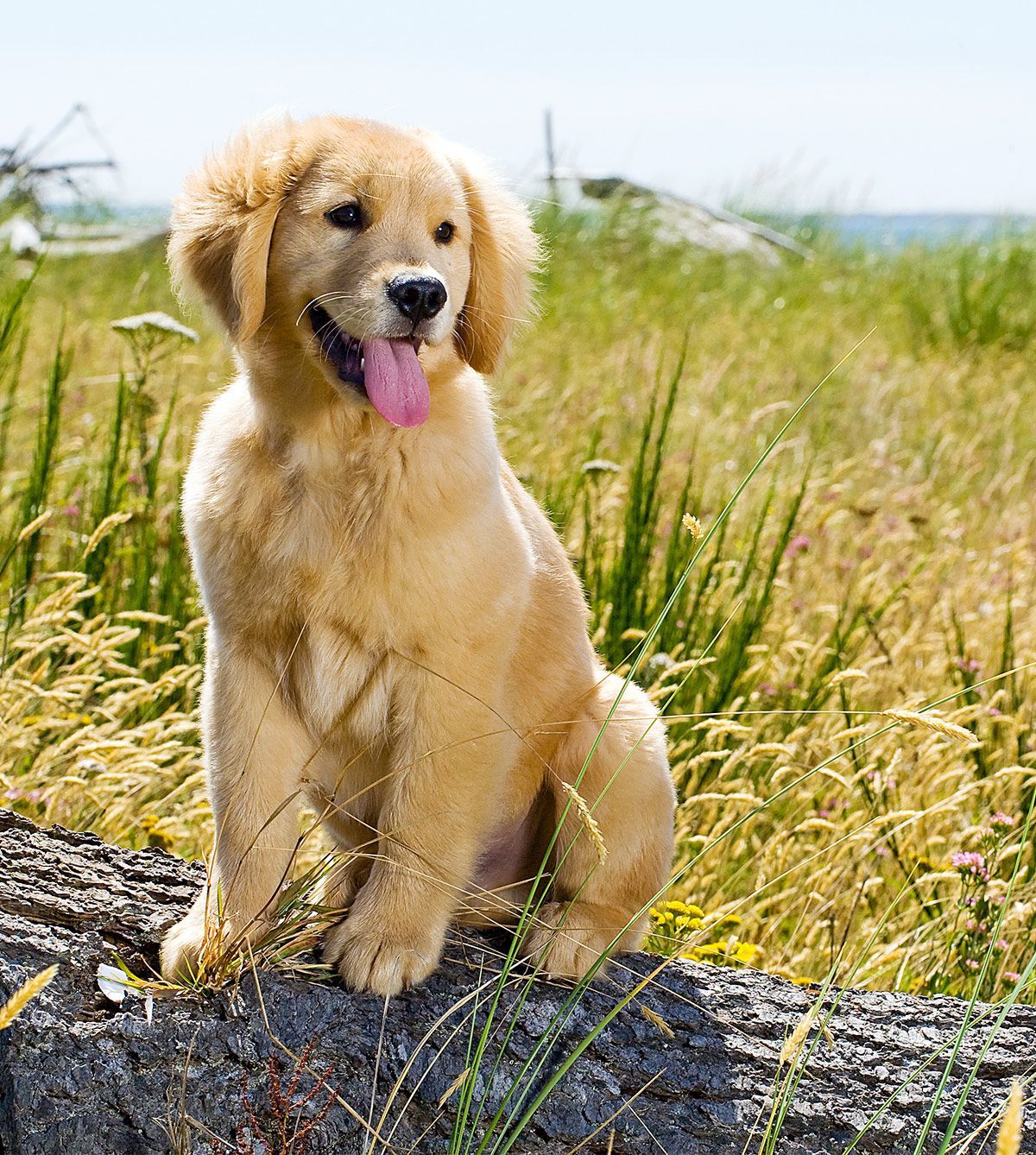 Auksaspalvių retriverių šuniukų nuotraukos