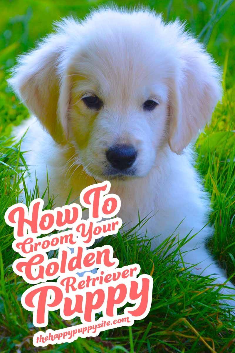 Com arreglar el vostre cadell Golden Retriever: una guia per a la preparació de gossos.