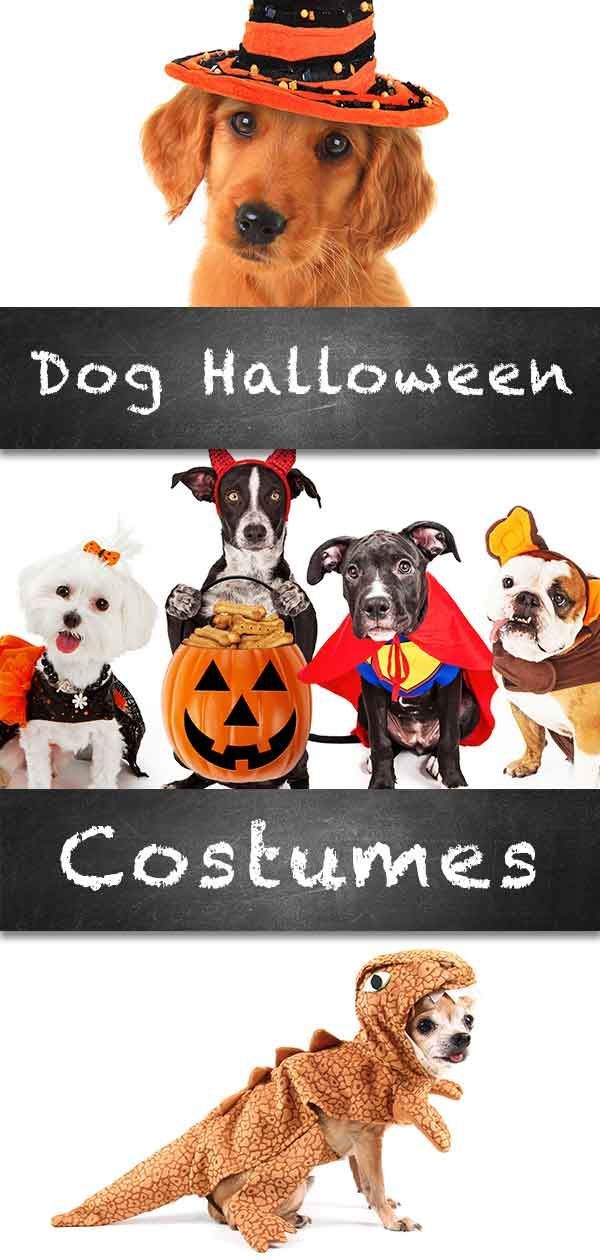Najboljši kostum za noč čarovnic za pse - kostumi za majhne in velike pse