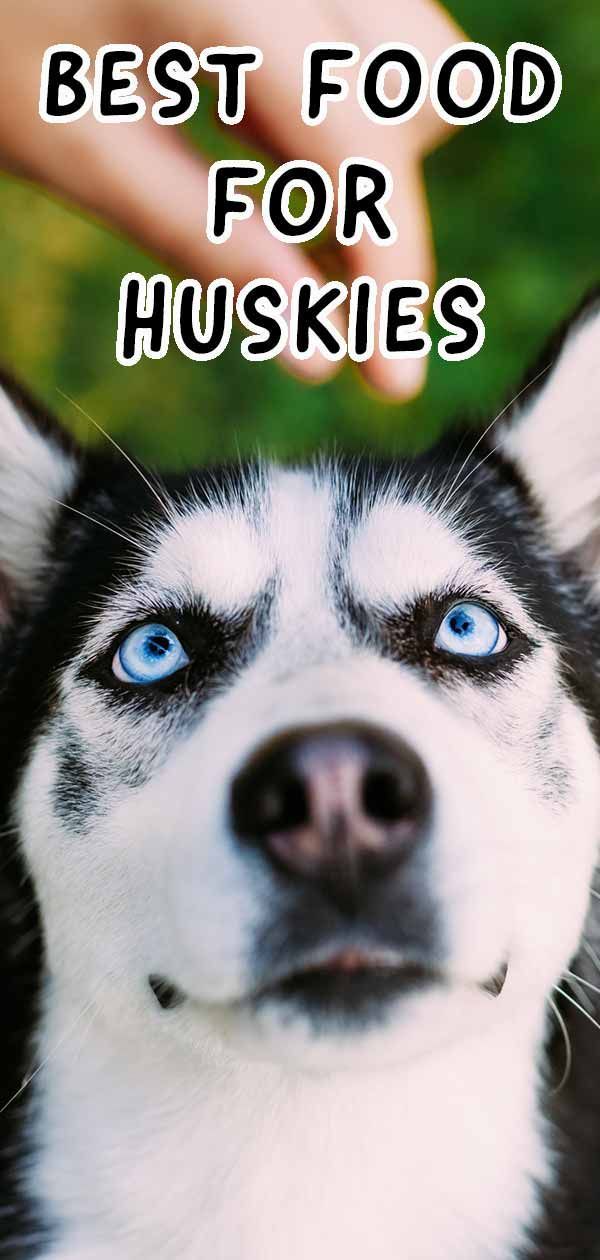 el millor menjar per a gossos per a gossos huskies