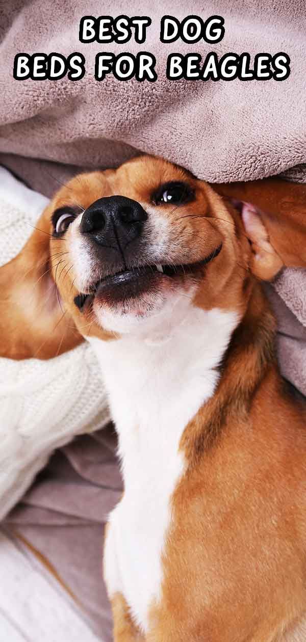 Geriausios šunų lovos ir aksesuarai „Beagles“