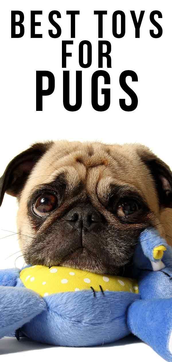 ของเล่นที่ดีที่สุดสำหรับ Pugs - แนวคิดที่ยอดเยี่ยมเพื่อให้ลูกสุนัขของคุณมีความสุข