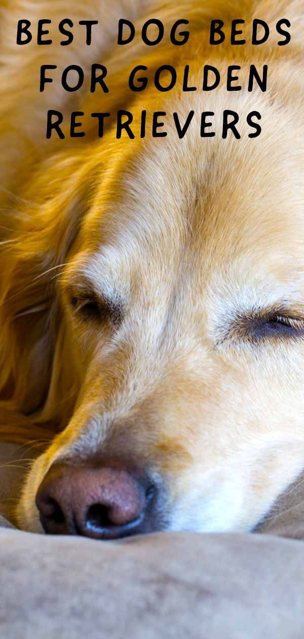 beste hondenbedden voor golden retrievers