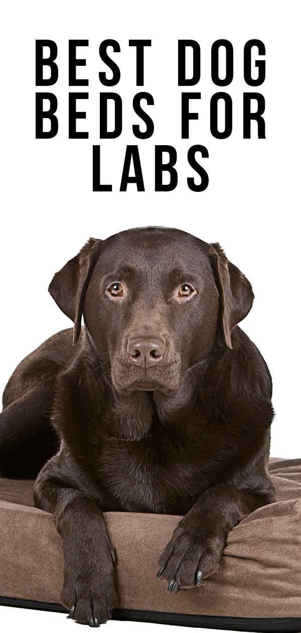 As melhores camas de cachorro para laboratórios - de confortável a legal