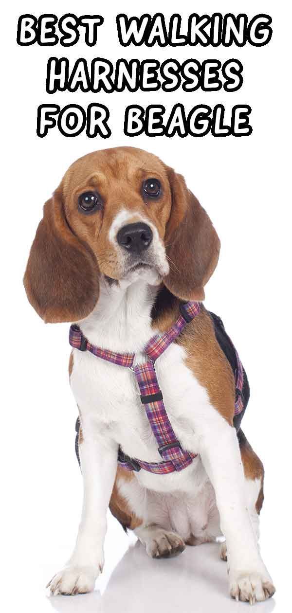 רתמת ההליכה הטובה ביותר עבור beagles