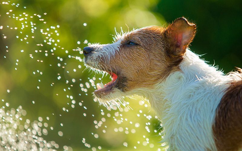 Najlepšie vodné fontány pre psov
