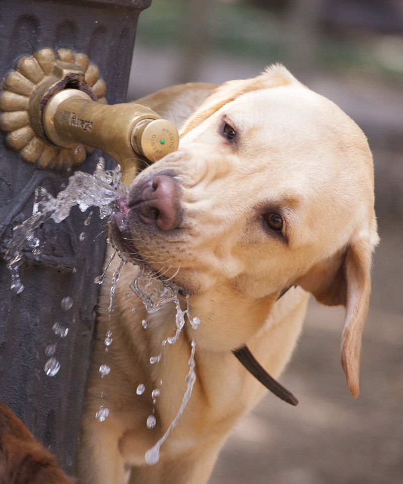 น้ำพุสุนัขที่ดีที่สุด