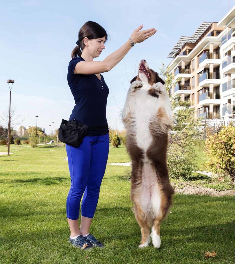 En İyi Köpek Yürüyüş Çantası - Pratik Ve Şık Seçenekler