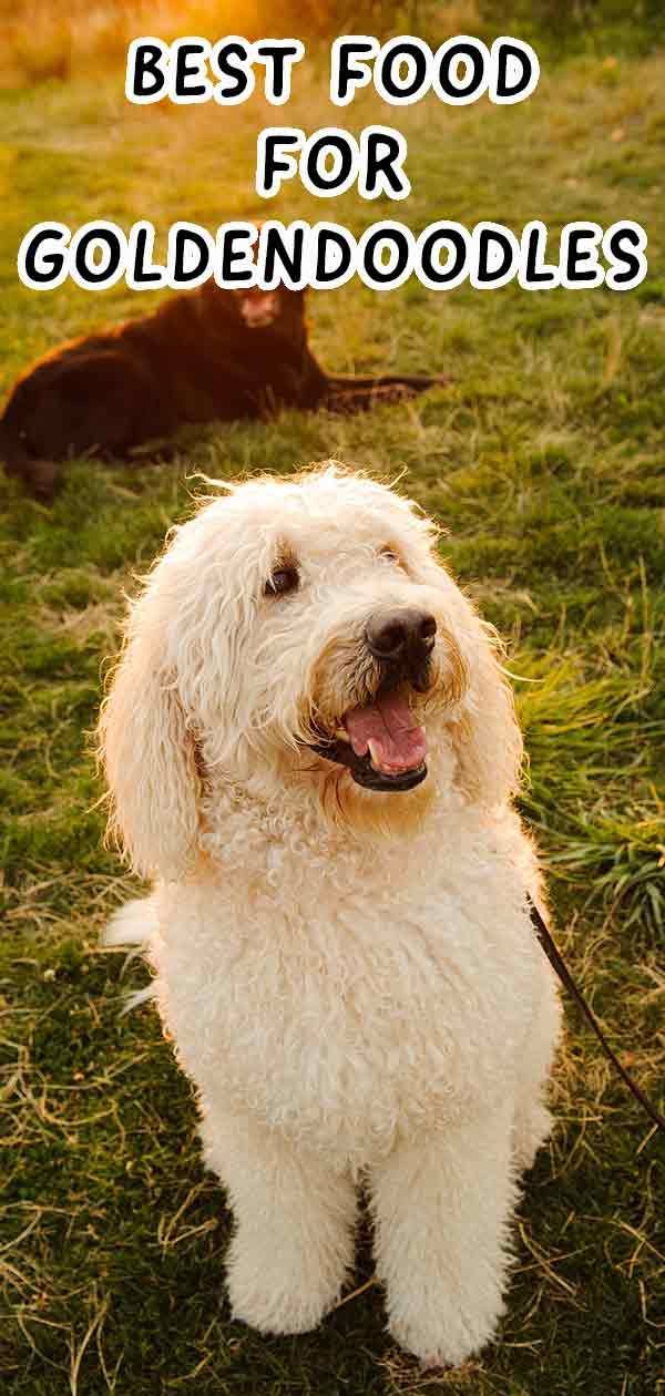 Beste hondenvoer voor Goldendoodles om ze gelukkig en gezond te houden