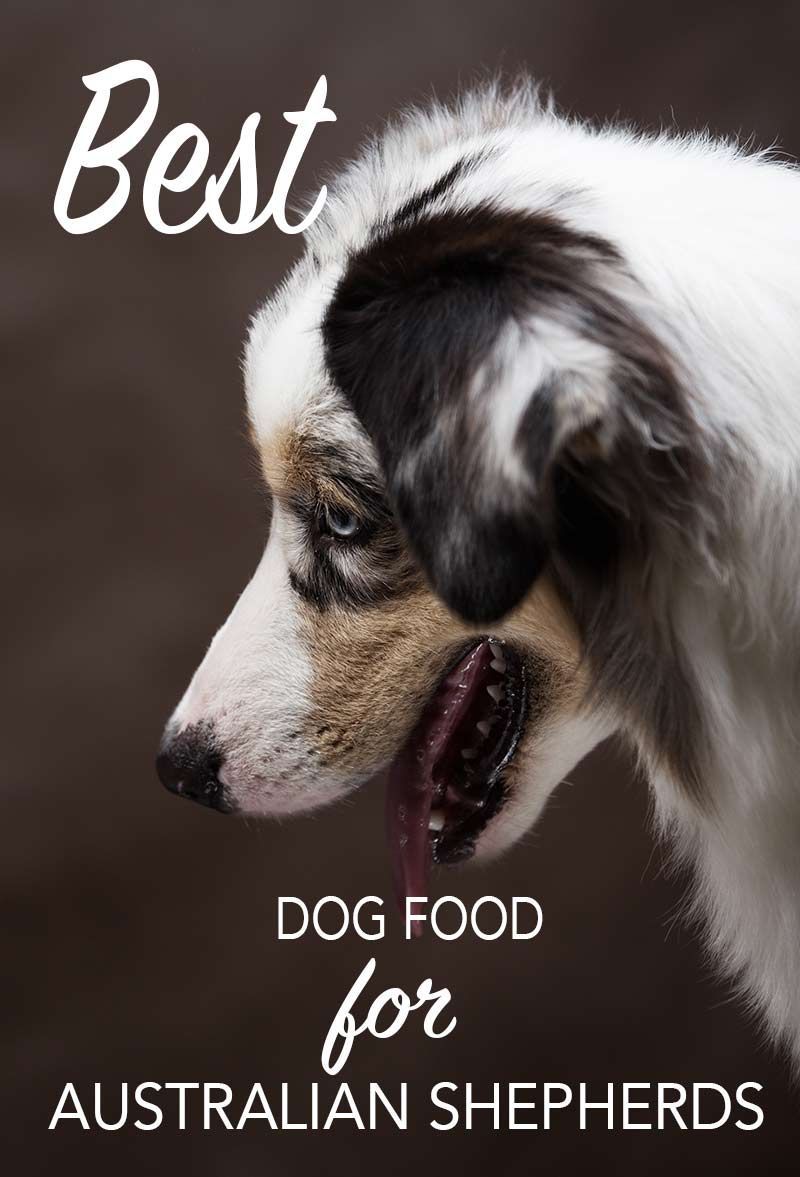 Прегледи најбоље псеће хране за аустралијске овчарске псе
