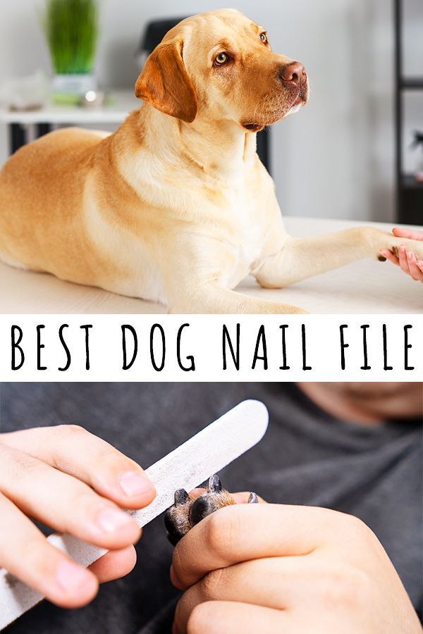 La migliore lima per unghie per cani - Lima professionale e tagliaunghie per ogni razza