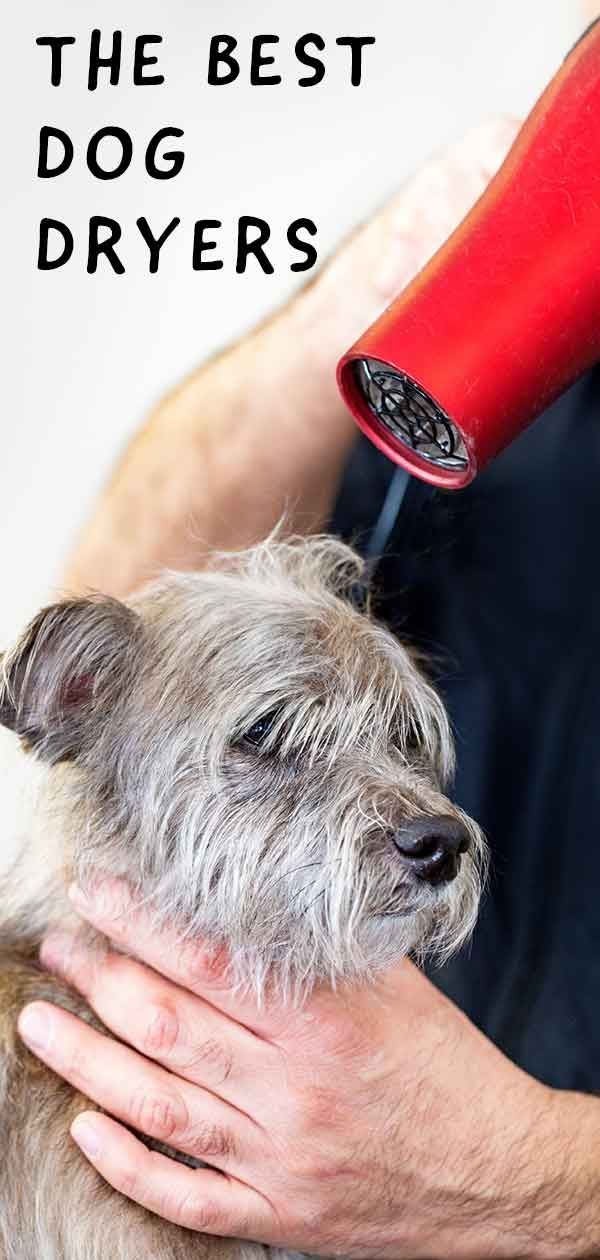 बेस्ट डॉग ड्रायर - जल्दी और सुरक्षित रूप से अपने कुत्ते को सूखने में मदद करना