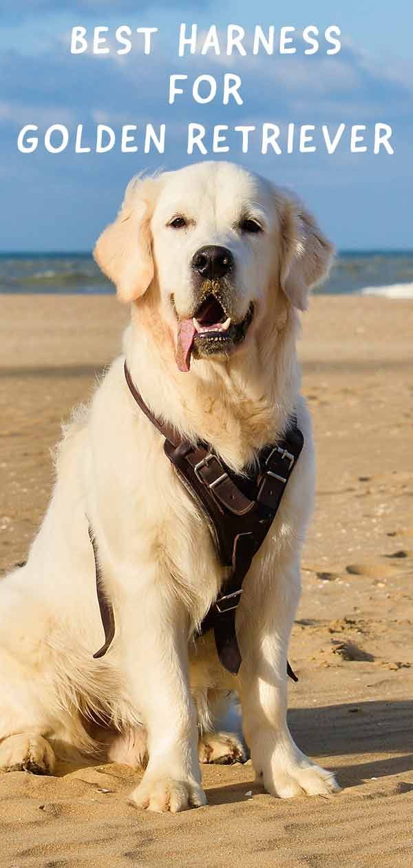 Najlepsze szelki dla psów rasy golden retriever i ich właścicieli