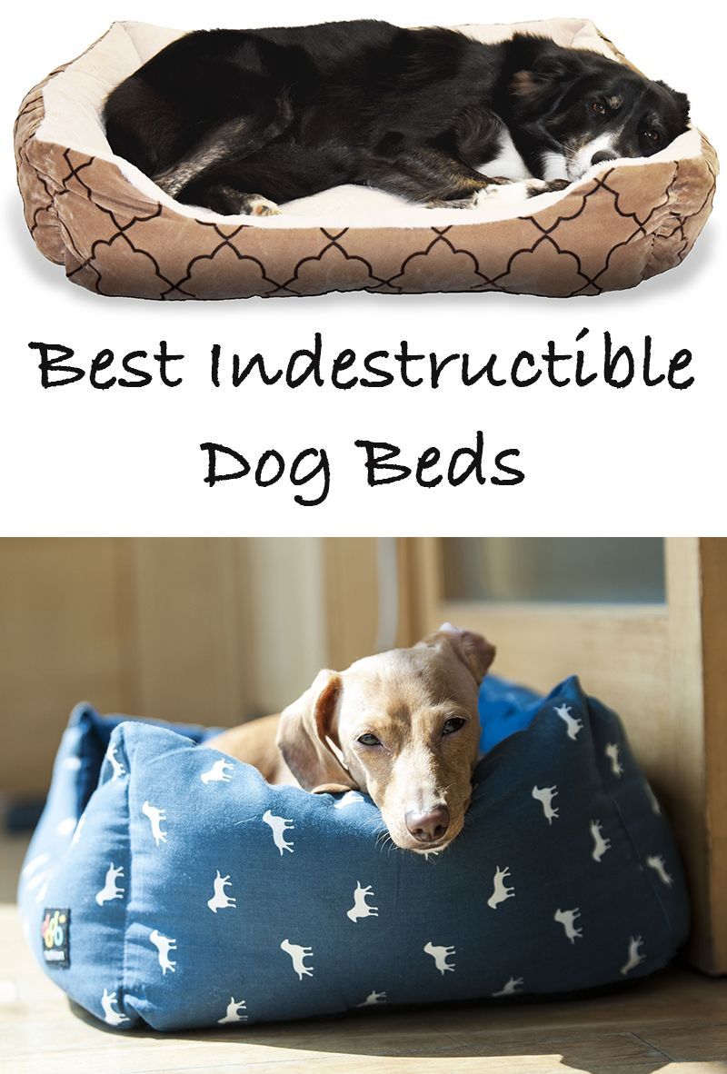 tempat tidur anjing terbaik yang tidak bisa dihancurkan