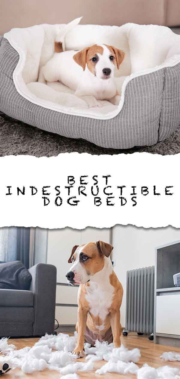 la mejor cama para perros indestructible