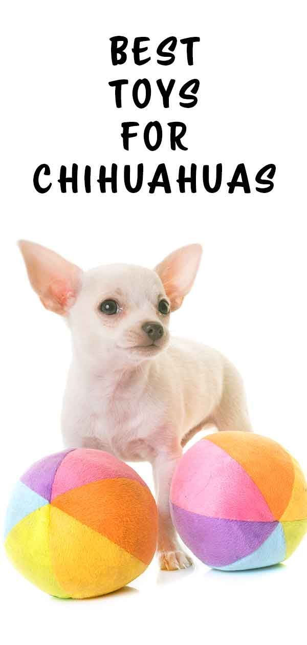 ¿Cuáles son los mejores juguetes para chihuahuas?