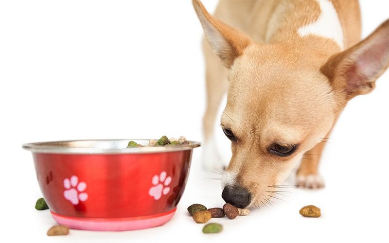 Meilleure nourriture pour chiot Chihuahua - Conseils et avis pour vous aider à choisir