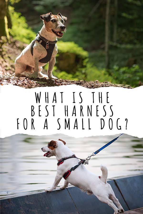 Kateri je najboljši pas za majhnega psa? Pregled možnosti
