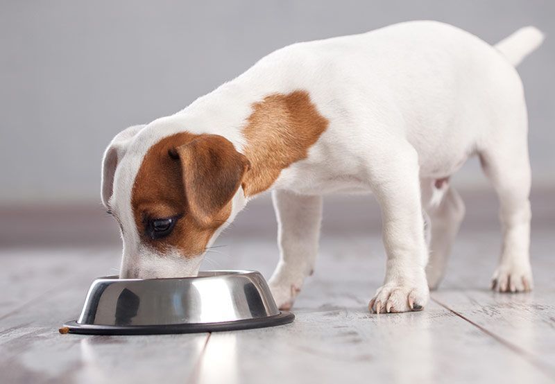 šunų maistas jautriam skrandžiui