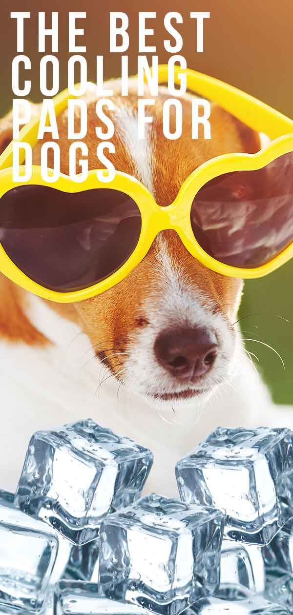 רפידות הקירור הטובות ביותר לכלבים - שמרו על הדף שלכם מפני התחממות יתר!