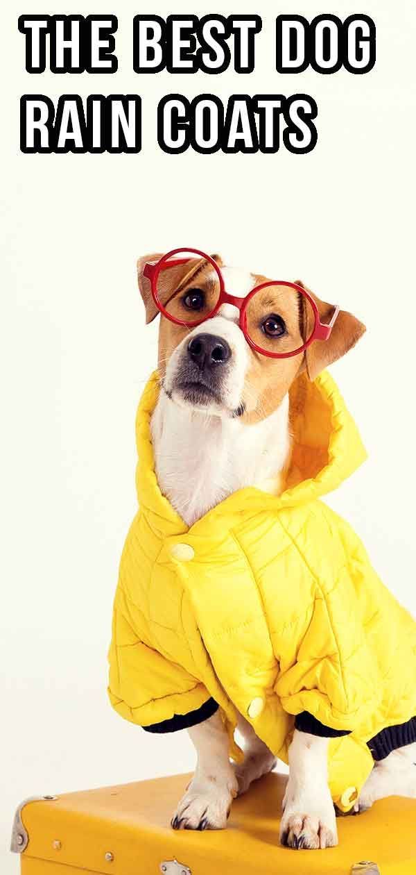 कुत्तों के लिए सर्वश्रेष्ठ रेनकोट - शैली में अपने प्यारे दोस्त को सूखा रखें