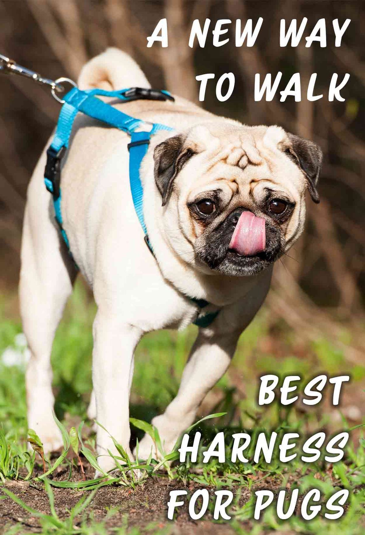 Geriausias mopsų pakinktas, naujas būdas vaikščioti - apžvalgos apie šuns pakinktus.