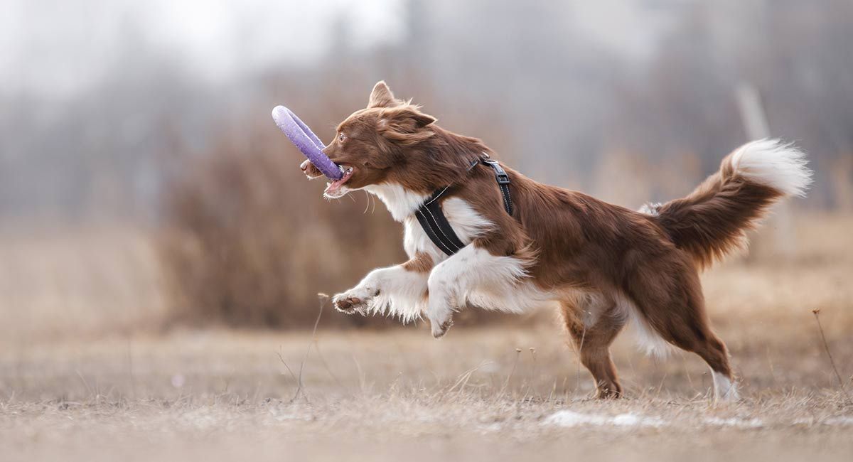 Les millors joguines indestructibles per a gossos: una guia completa amb consells i ressenyes