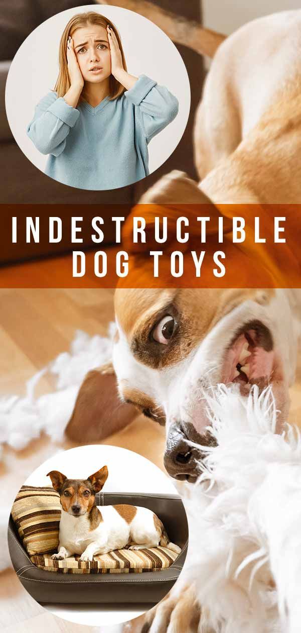 צעצועי הכלבים הטובים ביותר שאינם ניתנים להריסה - מדריך מלא עם טיפים וביקורות