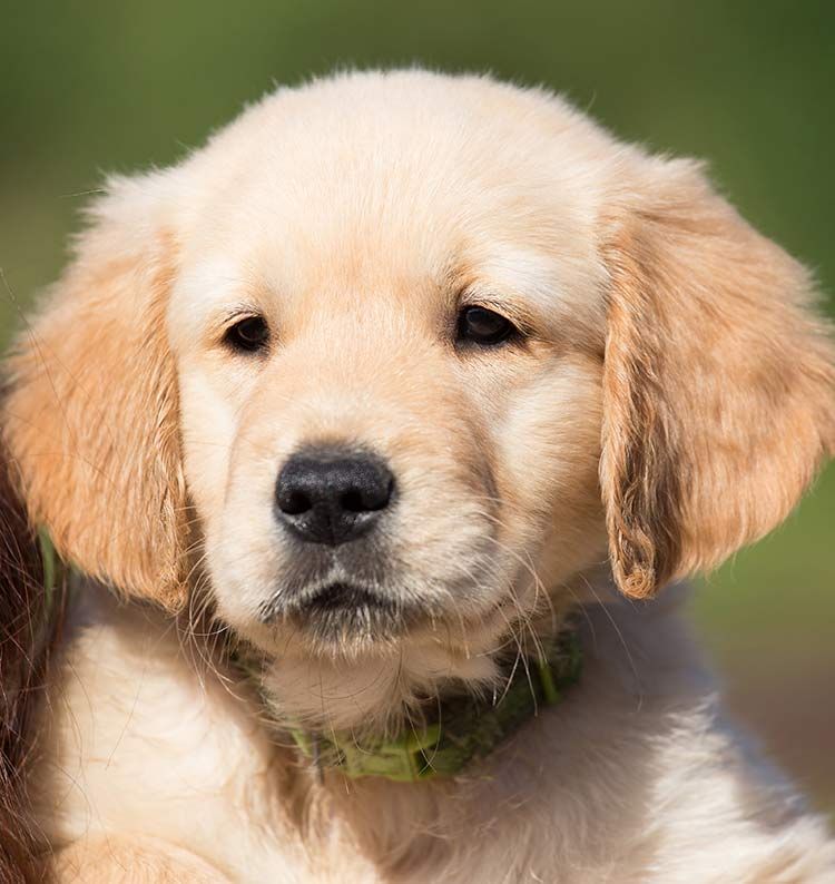Златният ретривър е една от най-популярните ни породи кучета
