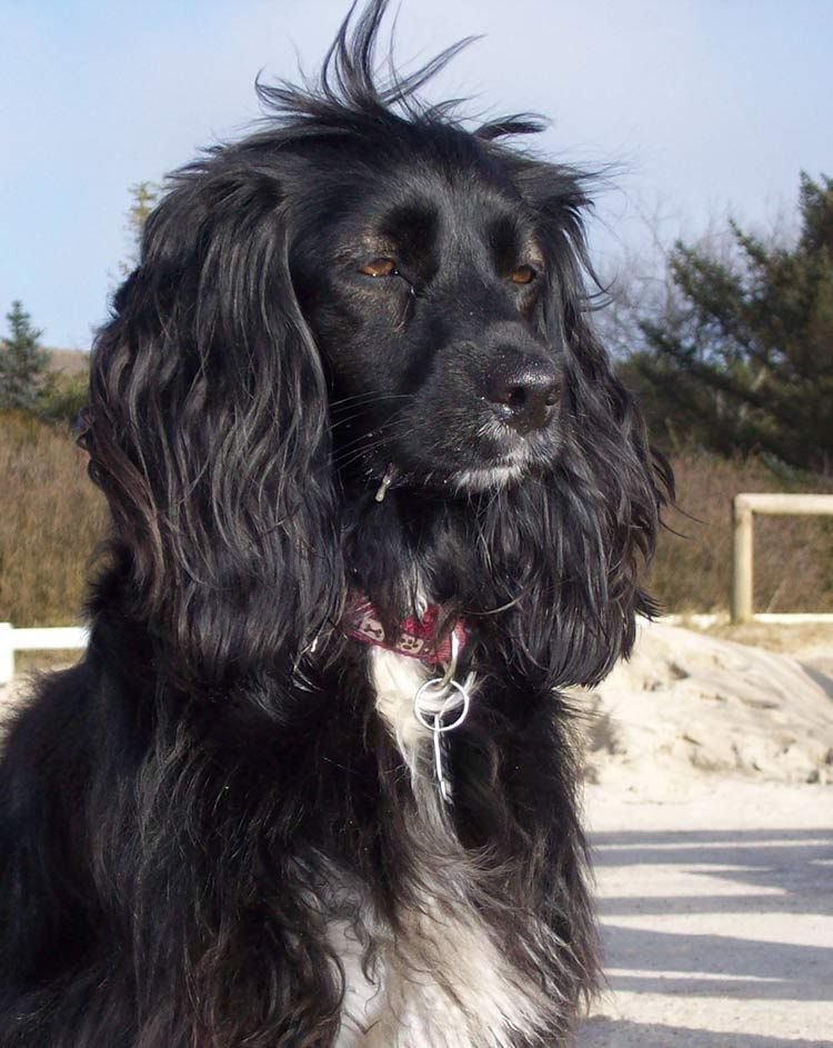 Работният щам на кокер шпаньол е една от най-популярните породи ловни кучета във Великобритания