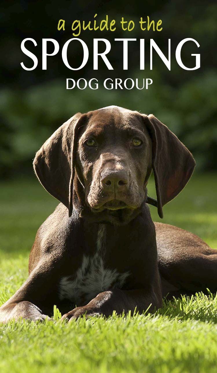 Ловните кучета като това кученце от ОСП са част от групата на спортните кучета