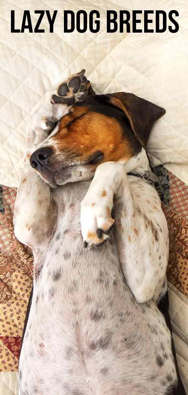 Мързеливи породи кучета - подходящото куче за вас ли е с ниска енергия?