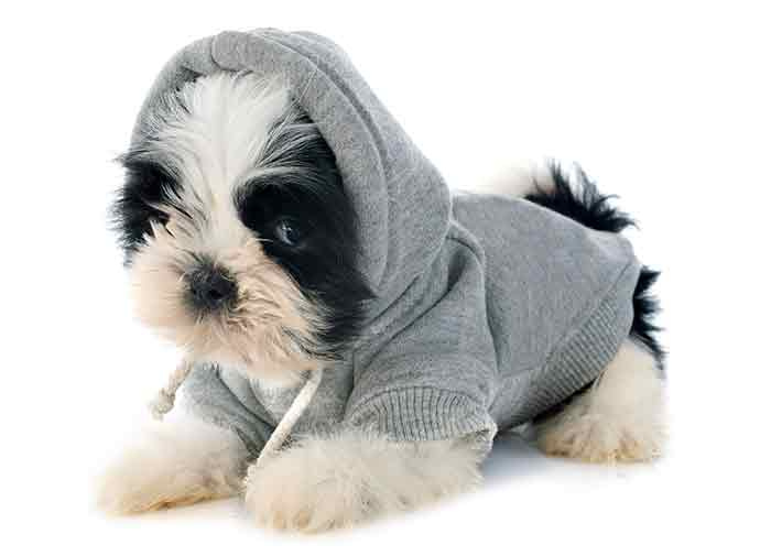  chú cún shih tzu với áo hoodie ấm áp