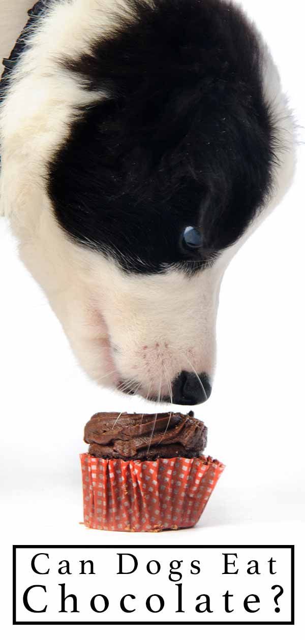 Czy psy mogą jeść czekoladę, a jeśli nie, to dlaczego nie?