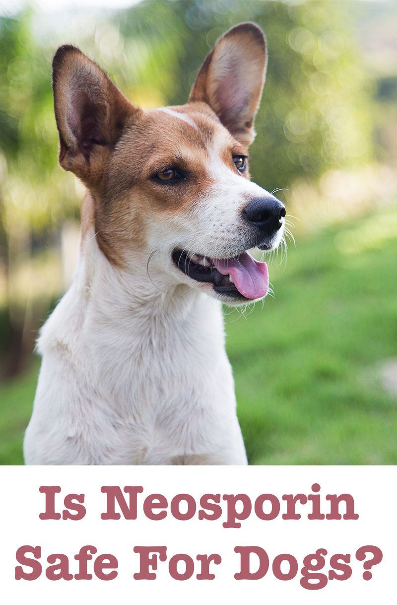 Neosporin für Hunde - Was Sie über dieses Antibiotikum wissen müssen