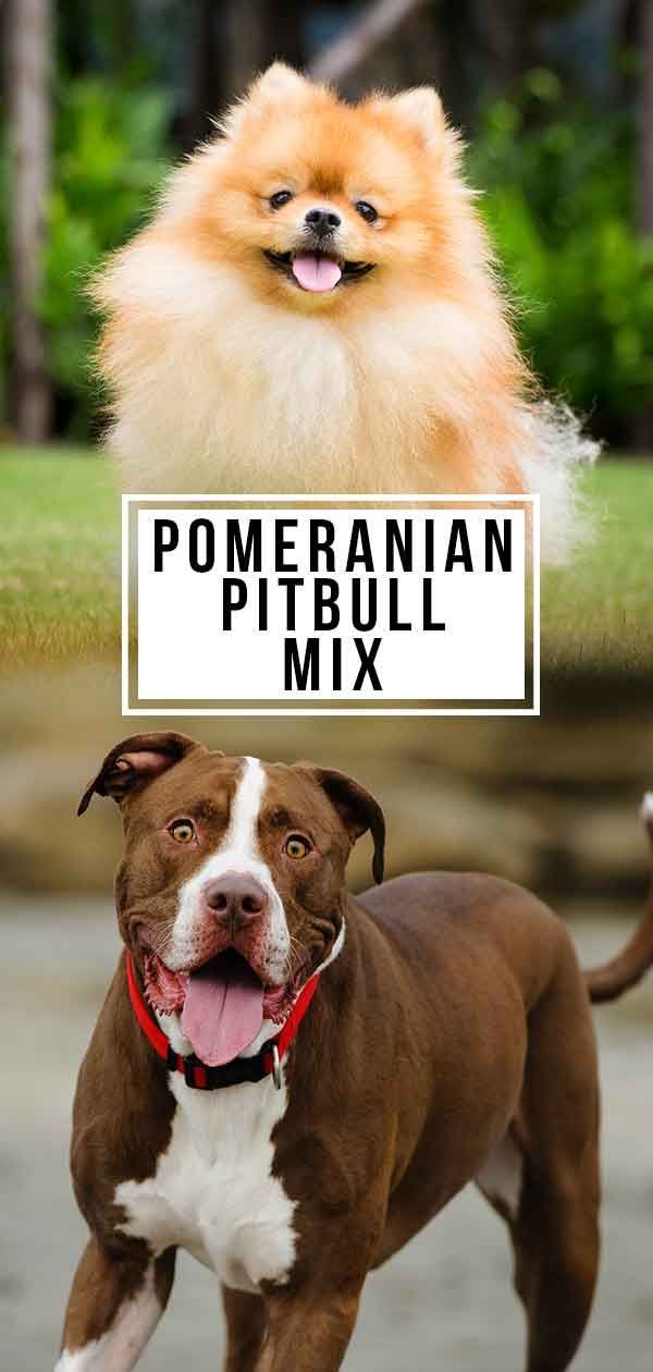 Pommeren Pitbull Mix