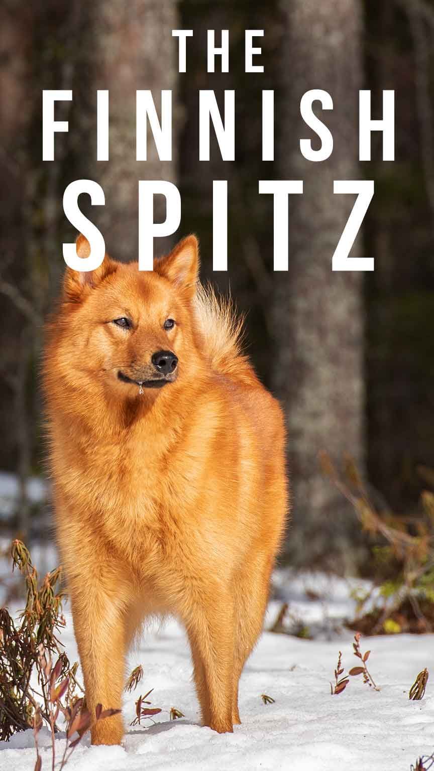 الفنلندية سبيتز - دليلك إلى سلالة الكلاب القديمة والمعزولة