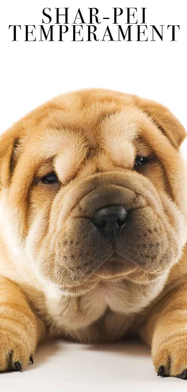 Shar Pei Temperament - Är den här hunden rätt för din familj?