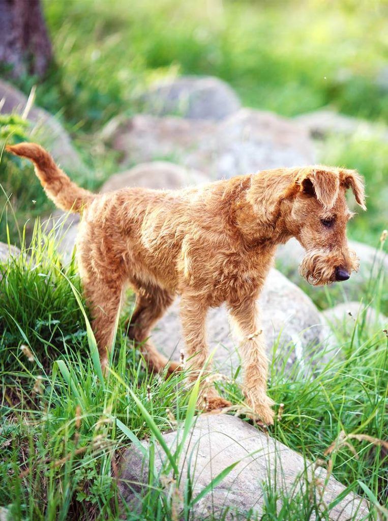 races de gossos irlandesos - Irish Terrier