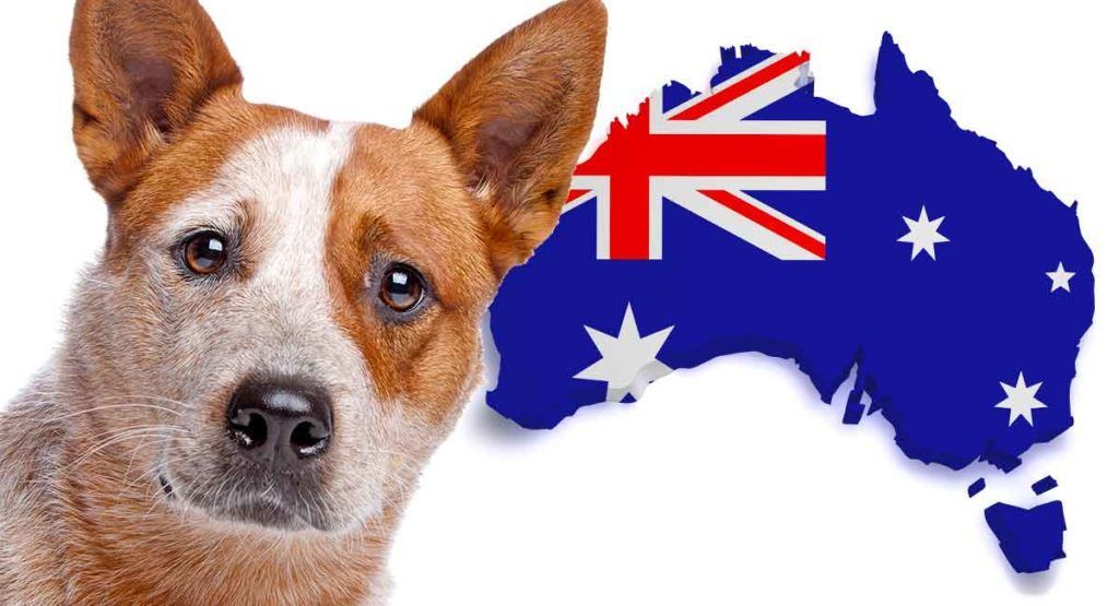 gos de bestiar vermell australià